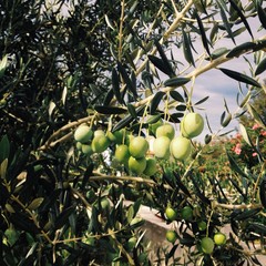 olive tree
