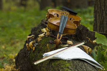 Violin in autumn forest