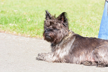  Cairn terrier dog lying down on path in park