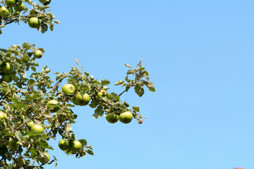 Bramley's Seedlings (Malus domestica) apples growing on tree