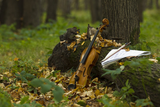 Violin in autumn forest
