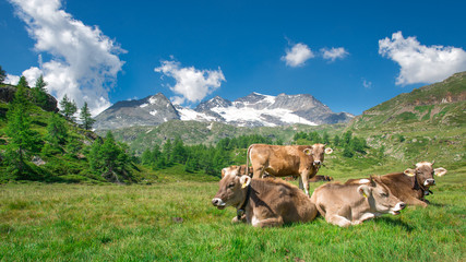 Fototapeta na wymiar Grazing cows in the Swiss mountains