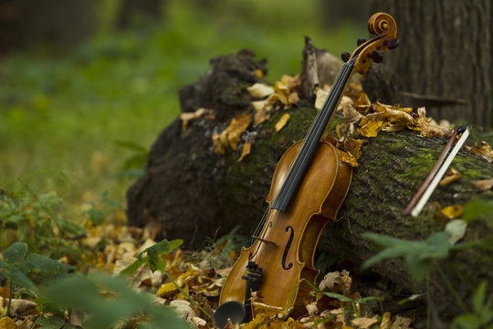 Violin in autumn forest