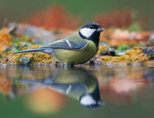 Great tit