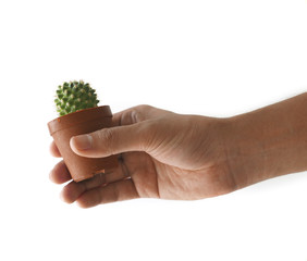 Naklejka na ściany i meble Hand of man holding small cactus.