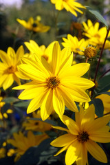 Dahlie Bishop of York