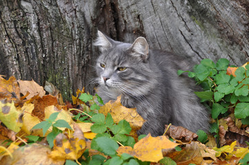 Naklejka na ściany i meble autumn cat