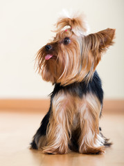  Yorkshire Terrier dog sitting on  floor indoor