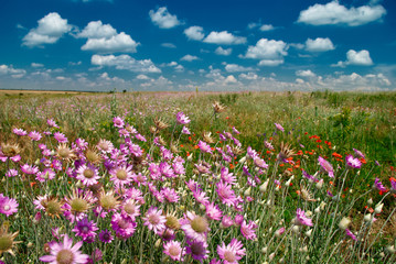 summer landscape with pink wildflowers