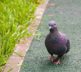 wild dove walk on track