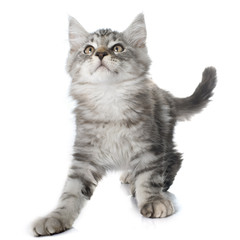 maine coon kitten