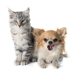 maine coon kitten and chihuahua