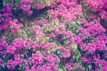 Bougainvillea - beautiful, colorful flowers