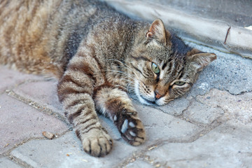 striped outdoor cat on the pavement