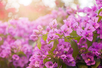 Bougainvillea - beautiful, colorful flowers