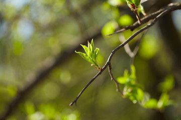 Tree branch with buds