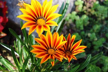 Gazania Hybride 'Magic' Mittagsgold