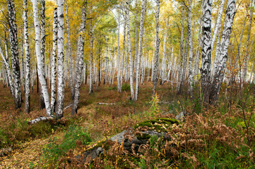 Autumn forest on the lake Arakul