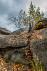 Fototapeta premium Autumn forest on the lake Arakul