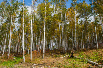 Autumn forest on the lake Arakul