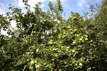 Quinces in the tree under blue sky