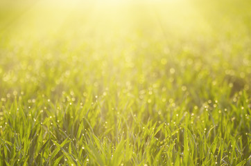 Green grass field background