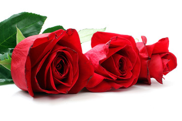 Line of red roses