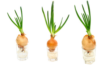 Collage of three photos sprouted onions