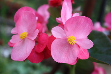 Begonia Flowers Pink 