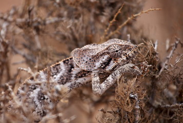 Chameleon hiding in bush - Socotra island, Yemen 
