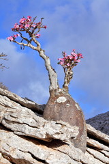 Bottle tree in bloom - adenium obesum - endemic tree of Socotra Island 