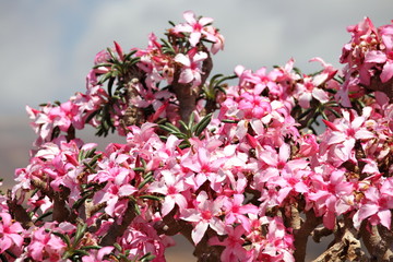 Bottle tree in bloom - adenium obesum - endemic tree of Socotra Island 