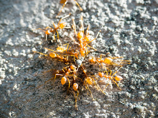 Close Up Swarm Of Ants Eating Insect