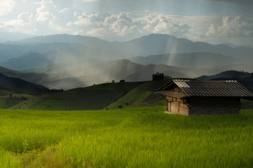 Rice farm with rainning background