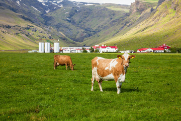 Fototapeta na wymiar Icelandic dairy farm
