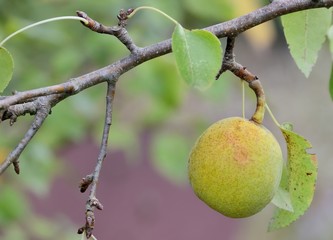 Antiche cultivar, pera