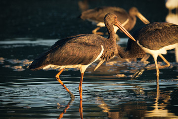 Black Stork 