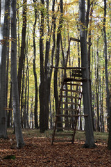 High seat in a colorful autumn deciduous forest
