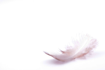 The small feather on a white background