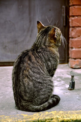 cat sitting next to the door waiting for his owner