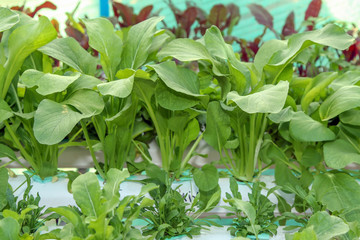 Fresh Bok Choy vegetable ,hydroponic system.