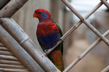 Beautiful red Eclectus parrot sitting on a perch.