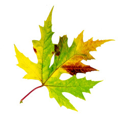 Schönheit im Herbst: Einzelnes, buntes Blatt :)