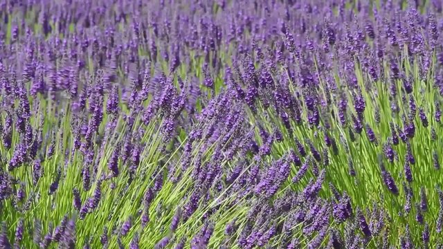 Field of lavender flowers blowing in the wind 