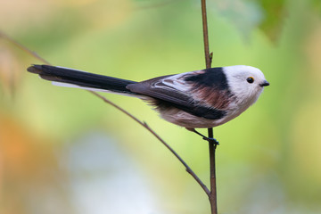 Long-tailed tit