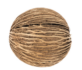 Cerbera dry fruit on white background