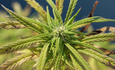 cannabis in blow ready for harvesting