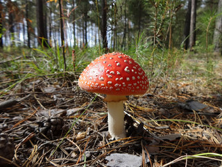 в лесу мухомор, освещенный солнцем