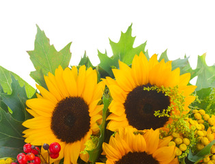 Sunflowers with green leaves 