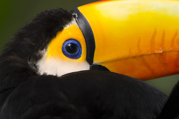 closeup of a toucan Iguacu in Brazil © sergioboccardo